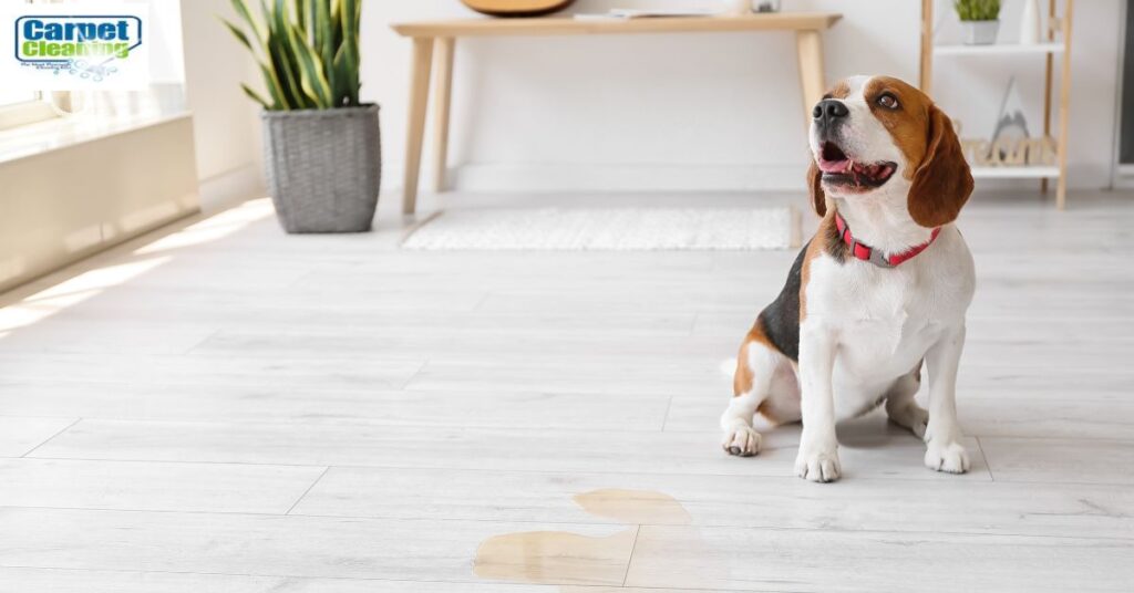 Pet Urine Treatment Sydney