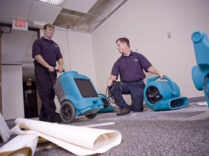 upholstery cleaner in Hornsby